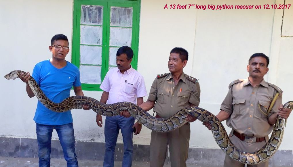 A 13 feet 7" long big python rescued on 12.10.2007 at Tezpur