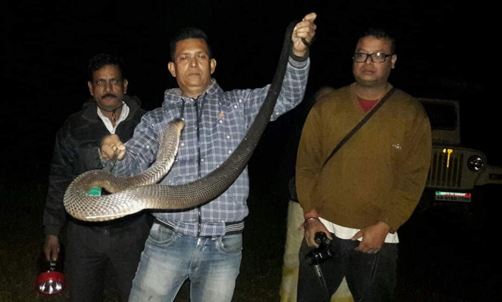 Cobra rescued at Tezpur