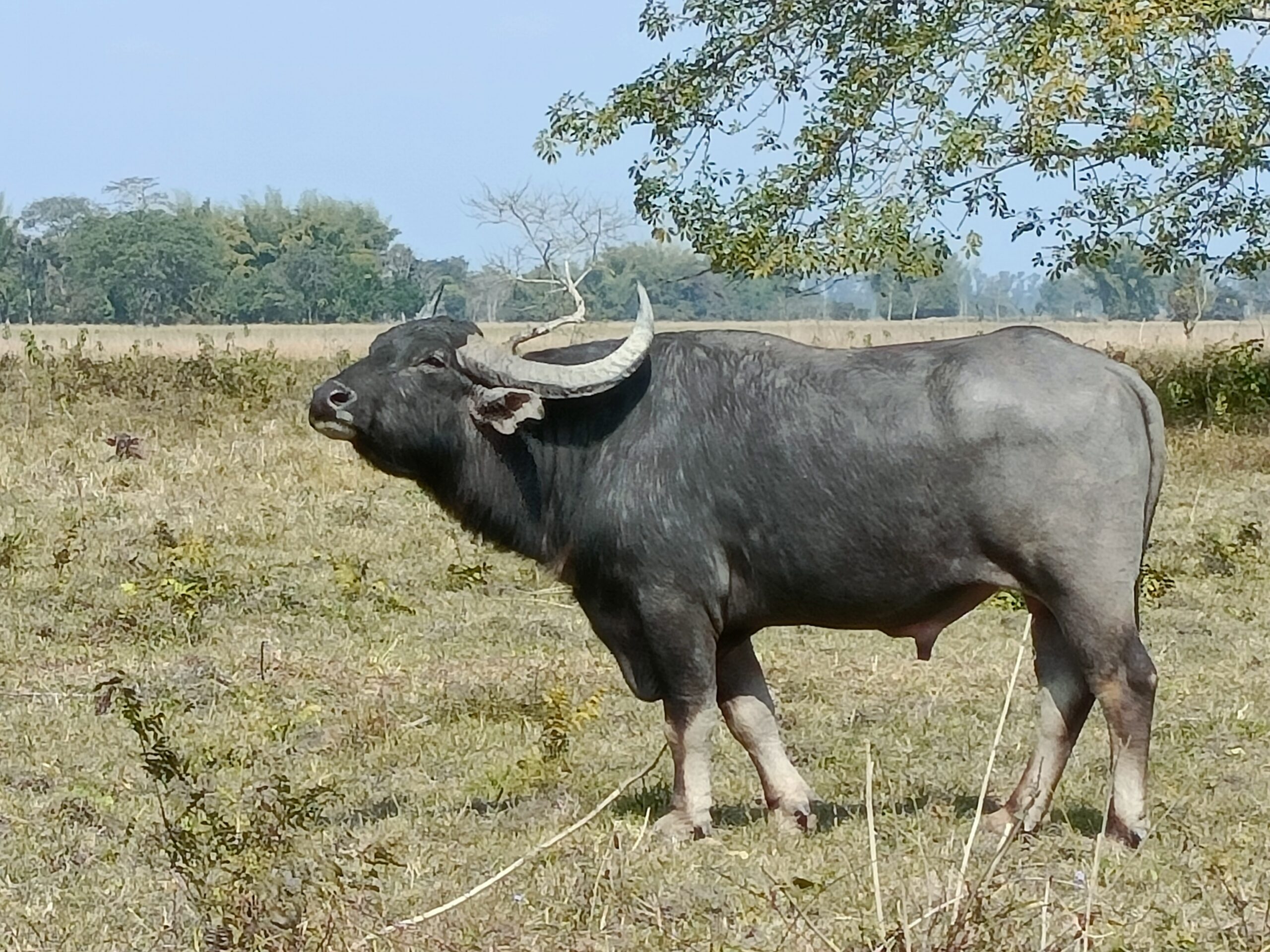 Wild Buffalo at Arimora chapori Tezpur