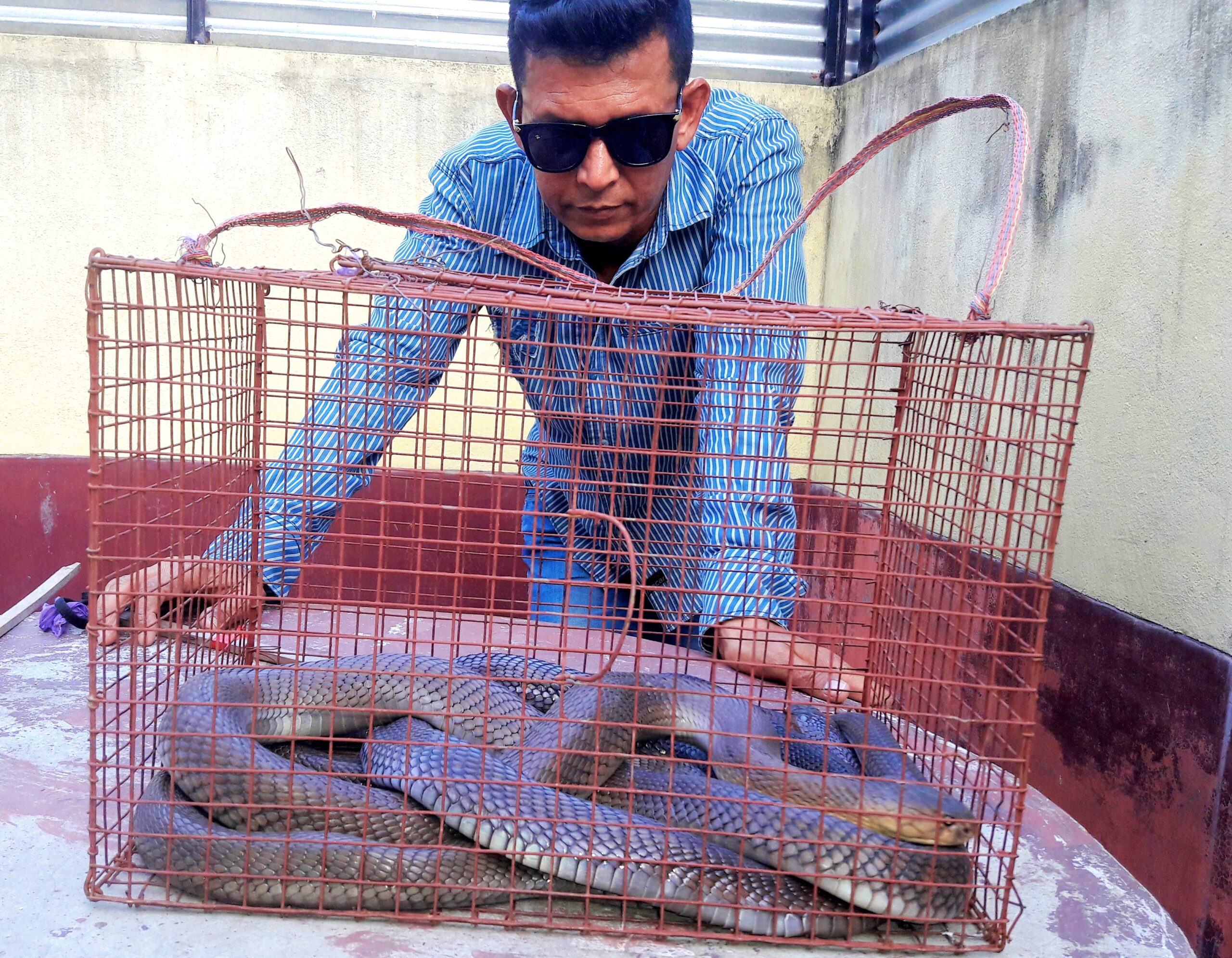 2 Monocled Cobra rescued in Assam