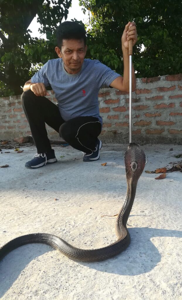 Monocled cobra rescued at Tezpur Assam