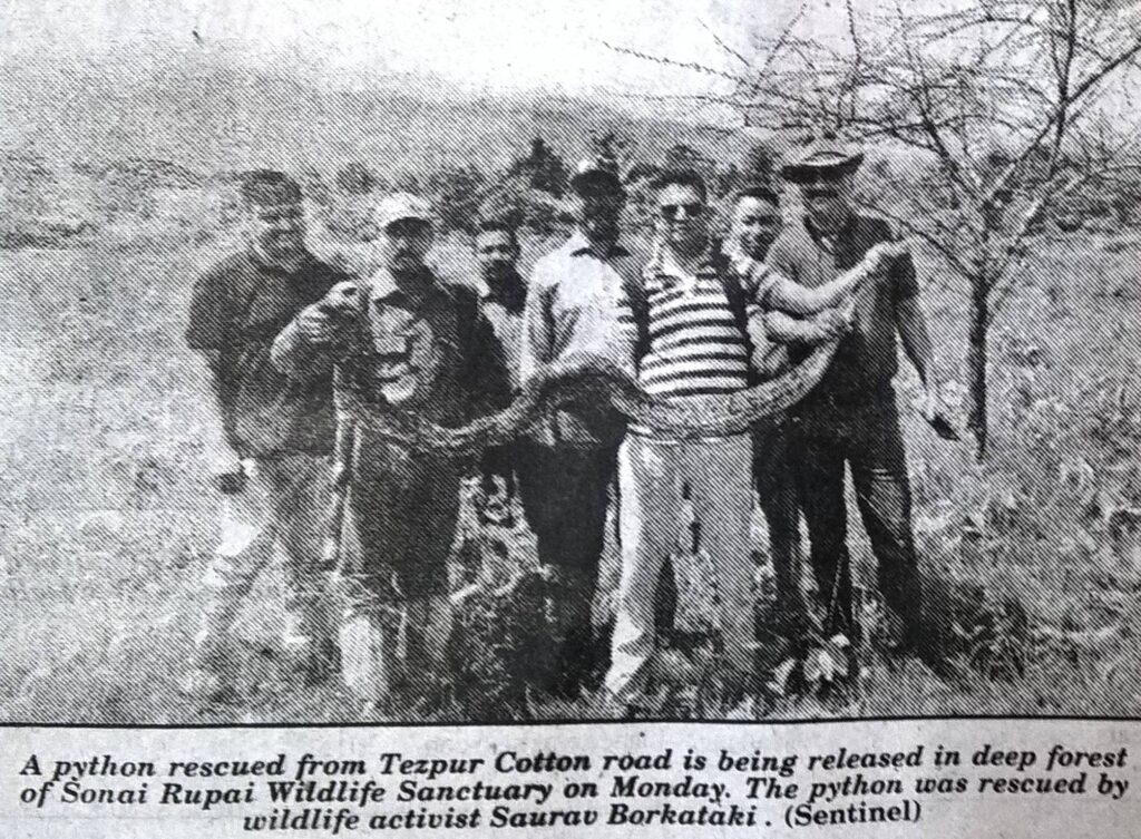 PYTHON released in deep forest of Sonai Rupai Wildlife Sanctuary